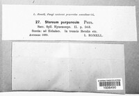 Chondrostereum purpureum image